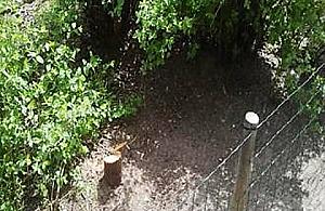 Wycięli drzewa w centrum Woli. Policja szuka sprawców