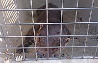 Niecodzienny gość na Nowodworach