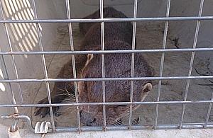 Niecodzienny gość na Nowodworach