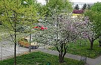 Cud natury przy Chodeckiej