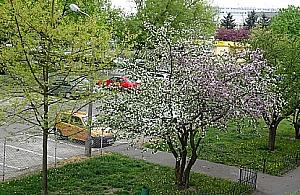 Cud natury przy Chodeckiej