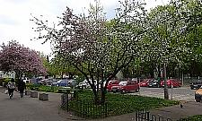 Cud natury przy Chodeckiej