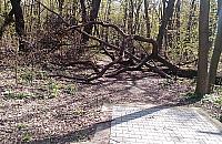 Dewajtis: Dokąd prowadzi ta ścieżka?