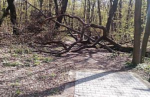 Dewajtis: Dokąd prowadzi ta ścieżka?