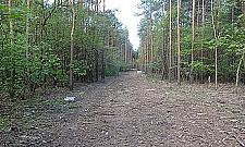 Ptasie ulice będą na Młocinach