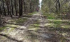 W Falenicy zbudowano kanalizację w... lesie