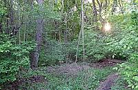 Inwazja kleszczy w Lesie Bemowskim