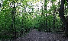 Inwazja kleszczy w Lesie Bemowskim