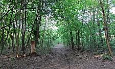 Inwazja kleszczy w Lesie Bemowskim