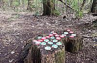 Nowatorski design w lasku Lindego