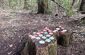 Nowatorski design w lasku Lindego