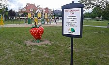 Nadszedł czas truskawek. Przerośnięta dla najmłodszych