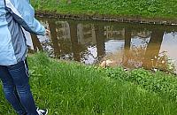 Rdza opanowała Kanał Bródnowski. Deweloper: to nieszkodliwe