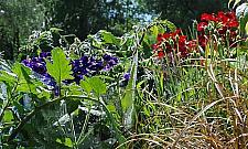 Czy wierzyć własnym oczom? Zmysłaki w BOK