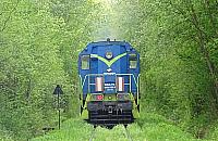 W Lesie Bemowskim spomiędzy drzew może wyjechać pociąg