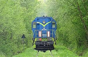 W Lesie Bemowskim spomiędzy drzew może wyjechać pociąg