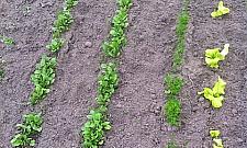 Piknik sąsiedzki na Głębockiej