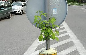 Ekoznak na Klemensiewicza