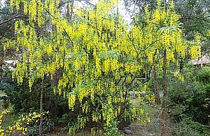 Kwitną rododendrony, złotokapy i konwalie