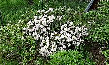 Kwitną rododendrony, złotokapy i konwalie