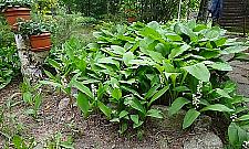 Kwitną rododendrony, złotokapy i konwalie