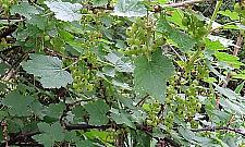 Kwitną rododendrony, złotokapy i konwalie