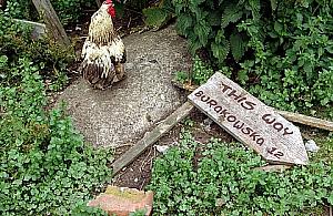 Konopna impreza na Burakowskiej