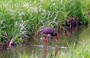 Unikalny czarny bocian brodził na Targówku