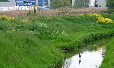 Unikalny czarny bocian brodził na Targówku