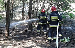 Palił się las na Białołęce Dworskiej