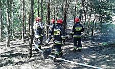 Palił się las na Białołęce Dworskiej