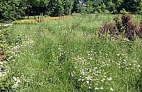 Łąki kwietne na Targówku?