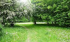 Co z parkiem przy Anieli Krzywoń?