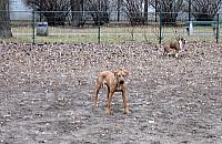 Czego potrzebuje Koło? Możemy mieć parkingi i wybieg dla psów