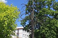 Wielkie suche drzewo w Alei Zjednoczenia. Kiedy je wytną?