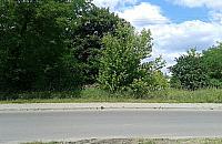 "Maryśka" rośnie przy Myśliborskiej