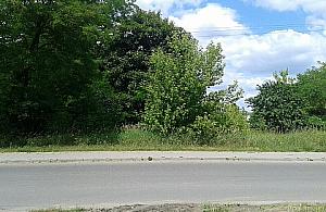 "Maryśka" rośnie przy Myśliborskiej