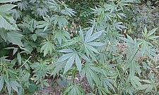 "Maryśka" rośnie przy Myśliborskiej