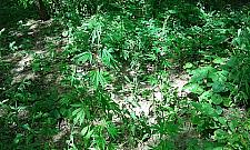 "Maryśka" rośnie przy Myśliborskiej