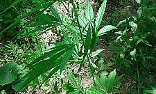 "Maryśka" rośnie przy Myśliborskiej