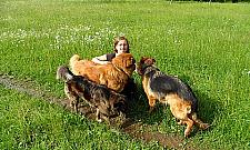 Pokój z kanapą, tarasem i działka z basenem - psy mają swoje hotele