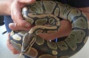 Na Tykocińskiej znaleziono pytona