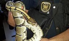 Na Tykocińskiej znaleziono pytona