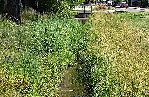 Kanał Zaciszański zarósł. Kto o niego zadba?