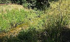 Kanał Zaciszański zarósł. Kto o niego zadba?