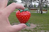 Park Magiczna i Truskawkowe Pole wygra³y. Co jeszcze wybra³a wschodnia Bia³o³êka?