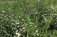 Łąki kwietne hitem 2016 roku