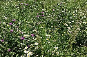 Łąki kwietne hitem 2016 roku