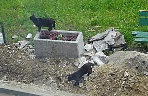 Inwazja kotów na Wysockiego. "Wszędzie są pchły"