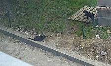 Inwazja kotów na Wysockiego. "Wszędzie są pchły"